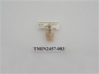 藏品(二斑叉紋苔蛾)的圖片